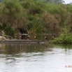 039 LOANGO Riviere Rembo Ngove Oiseau Jacana a Poitrine Doree Actophilornis africana 12E5K2IMG_78556wtmk.jpg